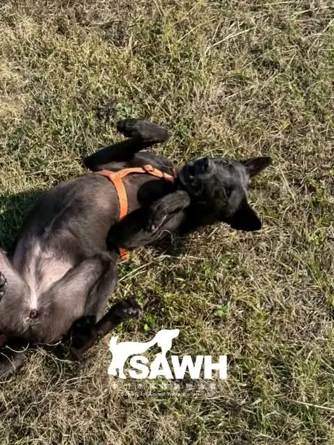 週六陪伴日的狗狗