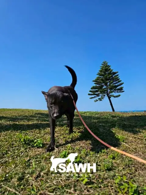 南寮海邊草地上，一隻黑狗被志工用長牽繩帶著散步