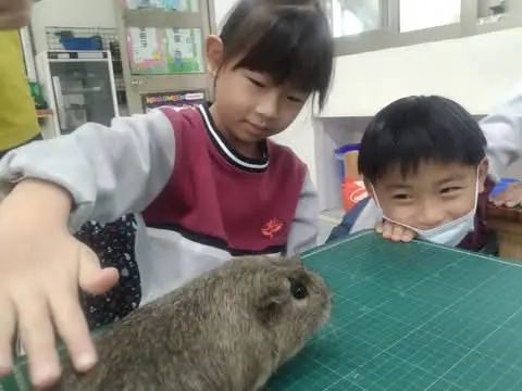 小朋友在教室裡輕輕摸天竺鼠