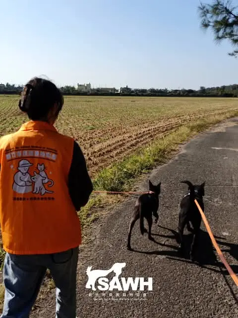 穿橘色背心的志工牽著兩隻狗在田邊散步